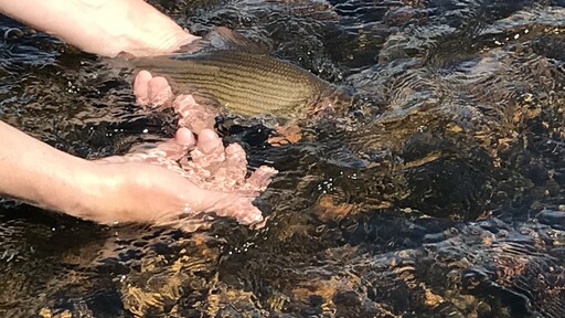 Nytt projekt: Framtidens fiske